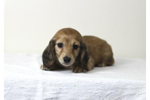成約済の兵庫県のカニンヘンダックスフンド(ロングヘアード)-61698の2枚目