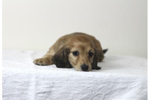 成約済の兵庫県のカニンヘンダックスフンド(ロングヘアード)-61698の1枚目