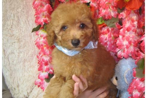 成約済の茨城県のトイプードル-61739の1枚目