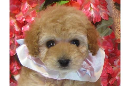 成約済の茨城県のトイプードル-61740の3枚目