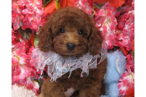 成約済の茨城県のトイプードル-61743の3枚目