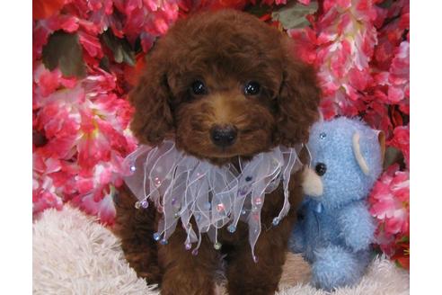 成約済の茨城県のトイプードル-61743の2枚目