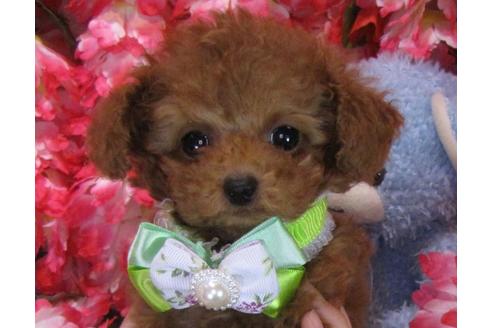 成約済の茨城県のトイプードル-61744の3枚目