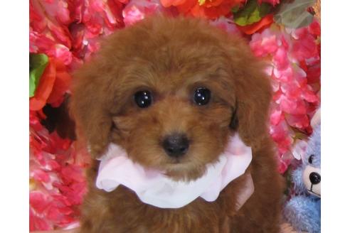 成約済の茨城県のトイプードル-61746