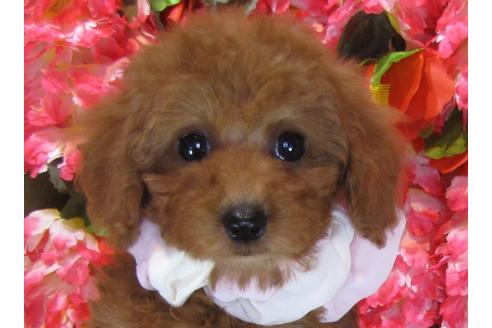 成約済の茨城県のトイプードル-61746の3枚目