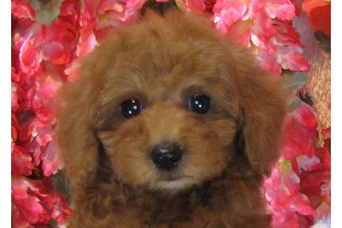 成約済の茨城県のトイプードル-61746の2枚目