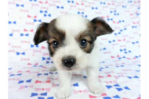 成約済の千葉県のパピヨン-61754の4枚目