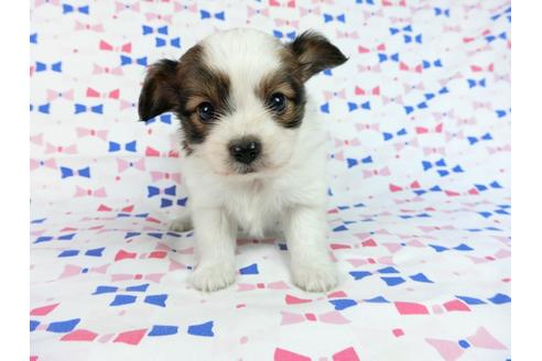 成約済の千葉県のパピヨン-61754の3枚目