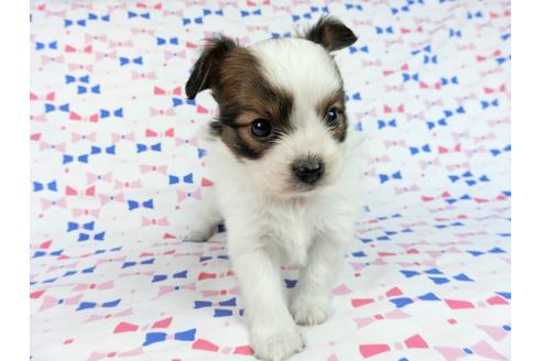 成約済の千葉県のパピヨン-61754の2枚目