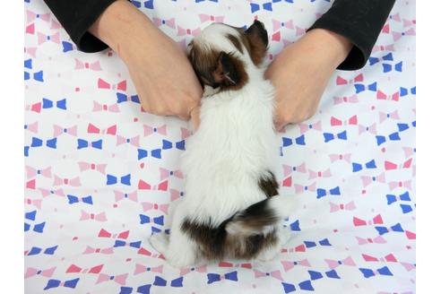 成約済の千葉県のパピヨン-61754の1枚目