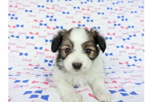 成約済の千葉県のパピヨン-61757の9枚目