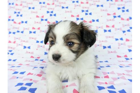 成約済の千葉県のパピヨン-61757の8枚目