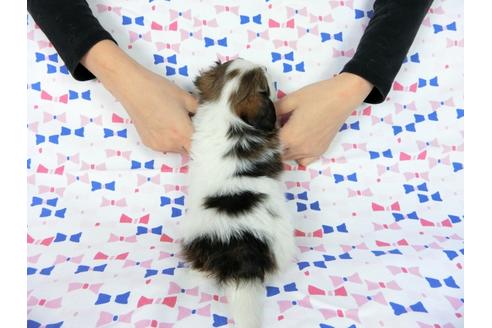 成約済の千葉県のパピヨン-61757の6枚目