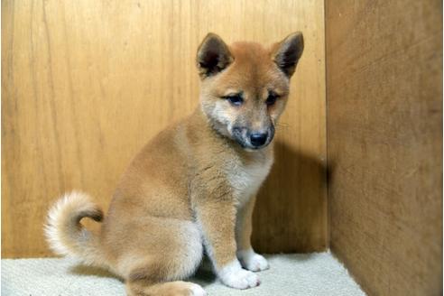 成約済の栃木県の柴犬-61762の1枚目