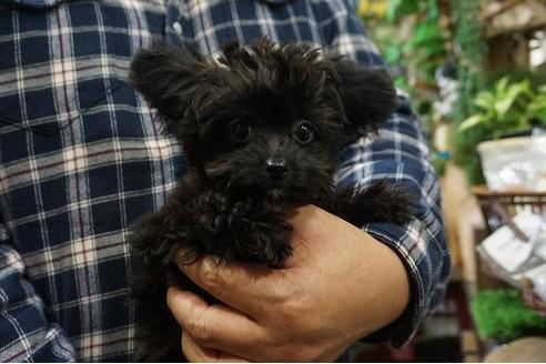 成約済の京都府のチワプー:チワワ×トイプードル-56318の3枚目