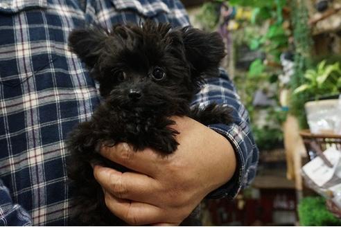 成約済の京都府のチワプー:チワワ×トイプードル-56318の2枚目