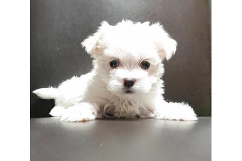 成約済の長崎県のミックス犬-61800の1枚目