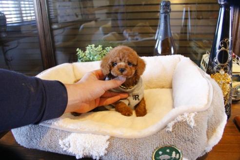 成約済の埼玉県のトイプードル-61823の5枚目