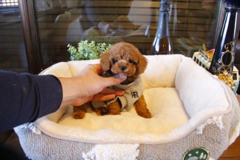 成約済の埼玉県のトイプードル-61823の4枚目