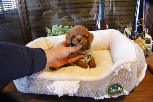 成約済の埼玉県のトイプードル-61823の3枚目