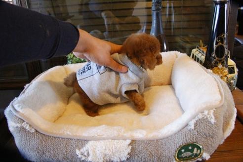 成約済の埼玉県のトイプードル-61823の2枚目