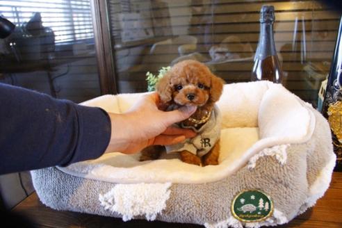 成約済の埼玉県のトイプードル-61823の1枚目