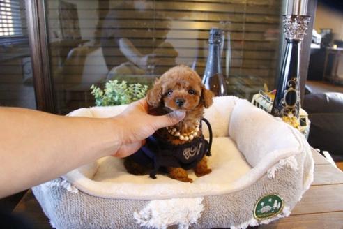 成約済の埼玉県のトイプードル-61825の5枚目