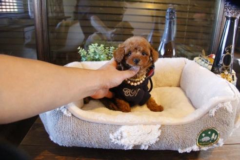 成約済の埼玉県のトイプードル-61825の4枚目