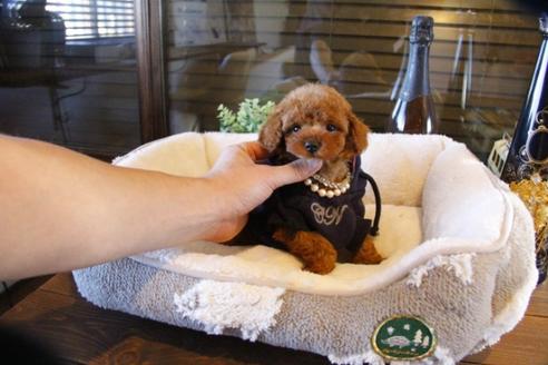 成約済の埼玉県のトイプードル-61825の3枚目