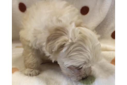 成約済の岐阜県のミックス犬-61829の1枚目