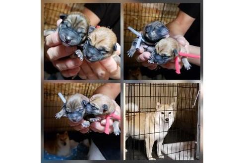 成約済の北海道の柴犬-61831の1枚目