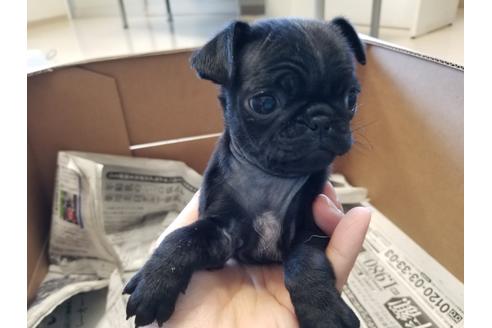 成約済の愛知県のパグ-61837の1枚目