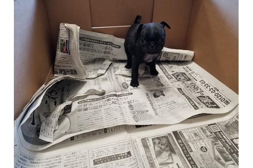 成約済の愛知県のパグ-61837の4枚目