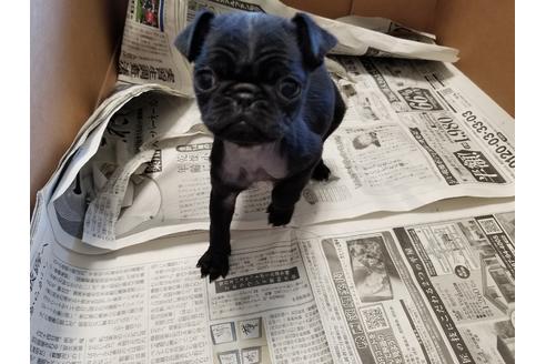 成約済の愛知県のパグ-61837の3枚目