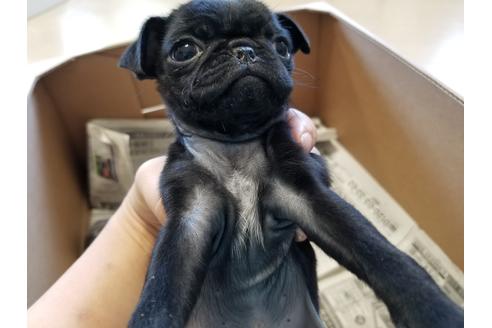 成約済の愛知県のパグ-61837の2枚目