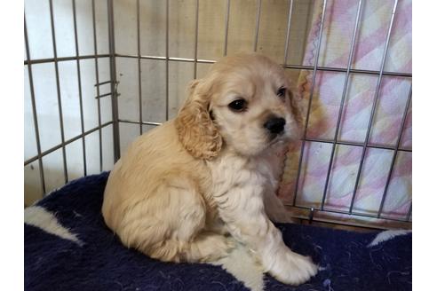 成約済の愛知県のアメリカンコッカースパニエル-60597の4枚目