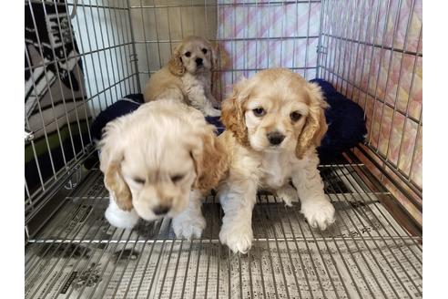 成約済の愛知県のアメリカンコッカースパニエル-60597の3枚目