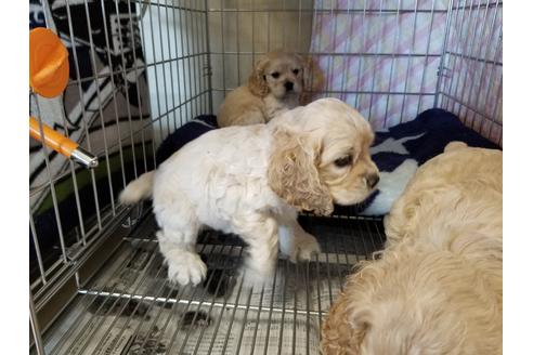 成約済の愛知県のアメリカンコッカースパニエル-60597の2枚目