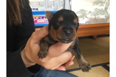 成約済の静岡県のヨークシャーテリア-60481の5枚目