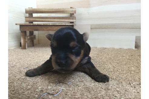 成約済の静岡県のヨークシャーテリア-60481の4枚目