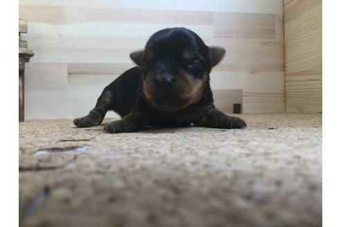 成約済の静岡県のヨークシャーテリア-60482の4枚目