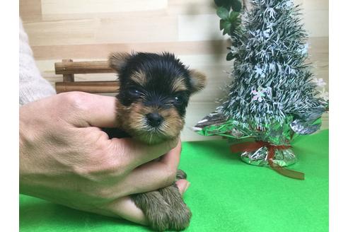 成約済の静岡県のヨークシャーテリア-60485の5枚目