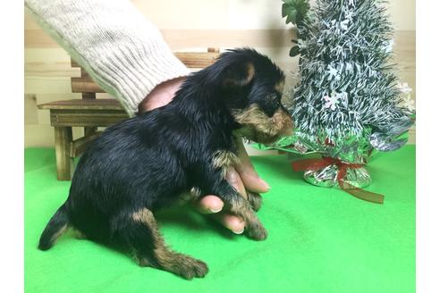 成約済の静岡県のヨークシャーテリア-60485の4枚目