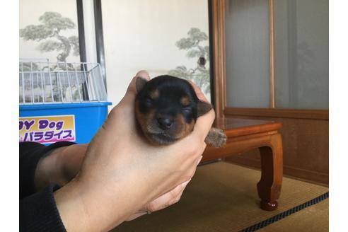 成約済の静岡県のヨークシャーテリア-60485の1枚目