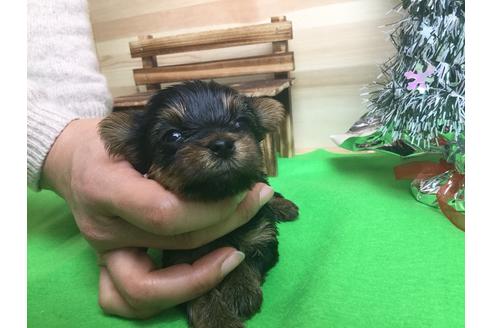 成約済の静岡県のヨークシャーテリア-60484の4枚目