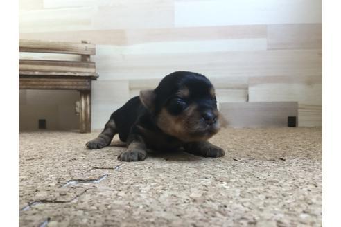 成約済の静岡県のヨークシャーテリア-60484の2枚目