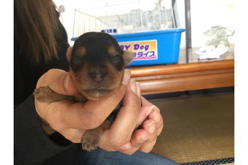 成約済の静岡県のヨークシャーテリア-60484の1枚目