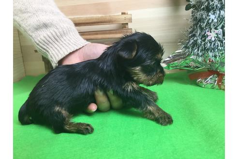 成約済の静岡県のヨークシャーテリア-60483の3枚目
