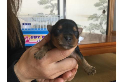 成約済の静岡県のヨークシャーテリア-60483の2枚目