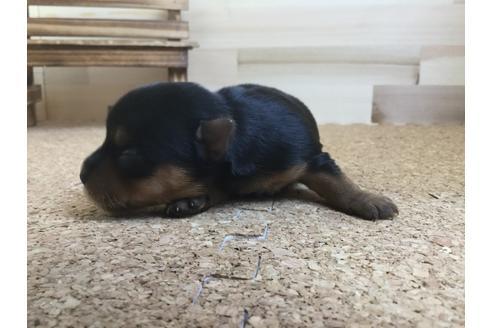 成約済の静岡県のヨークシャーテリア-60483の1枚目